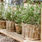 Rattan Flower Pot Basket with Plastic Inner