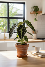 Alocasia Polly 'African Mask