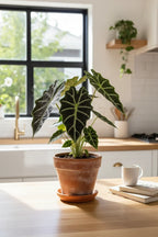 Alocasia Polly 'African Mask